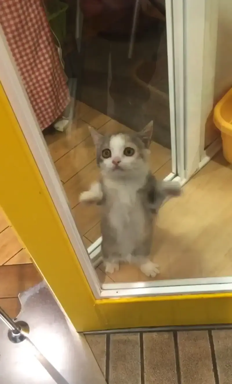 Happy Cat