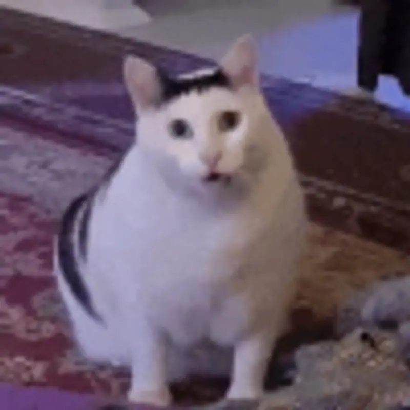 Huh Cat