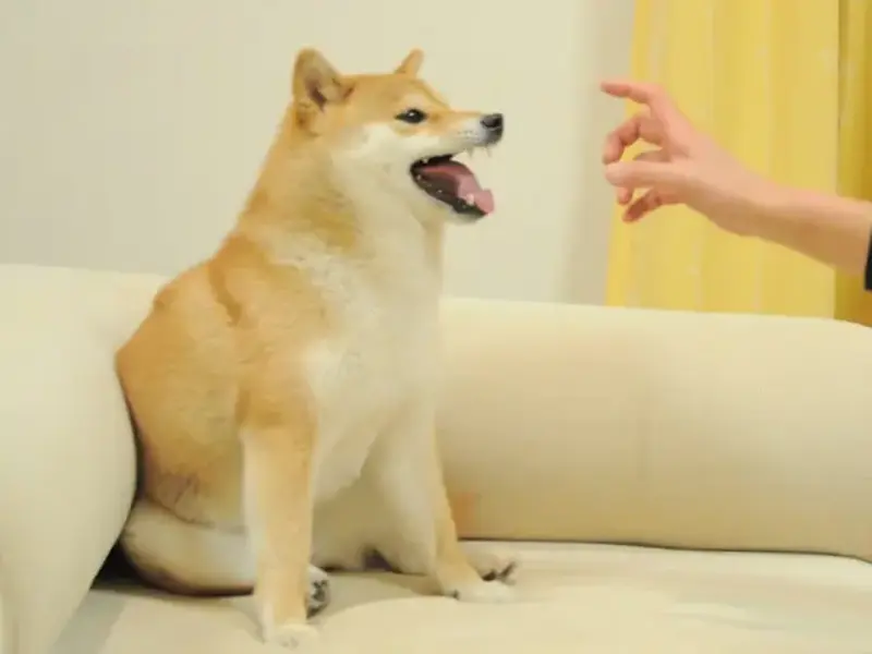 Feisty Doge