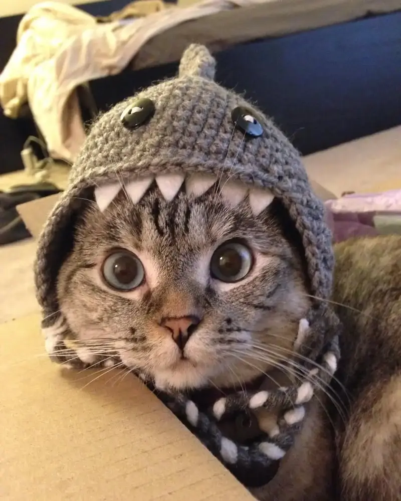 Shark Cat